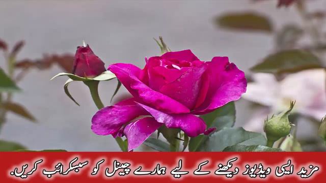 Beta Paida Hone Ka Wazifa - Surah Muhammad Ka Wazifa For Baby Boy