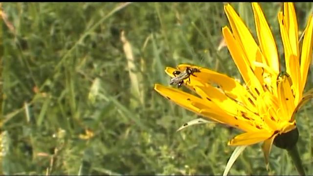 Stehenáč žlutonohý Oedemera flavipes.mpg смотреть онлайн