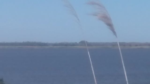 Два берега реки  камыш VID_20240922_125945.mp4