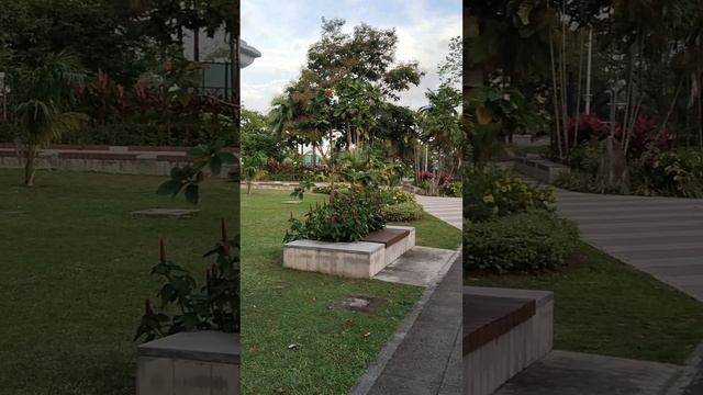 Сейшельские цветы