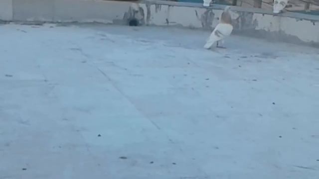 Sari Kalemli Limoni Posta Güvercini