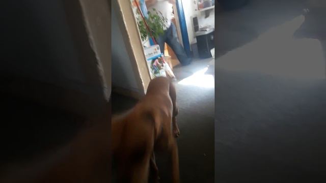 JOJO THE DOG WITH BOB AND JESSY смотреть онлайн