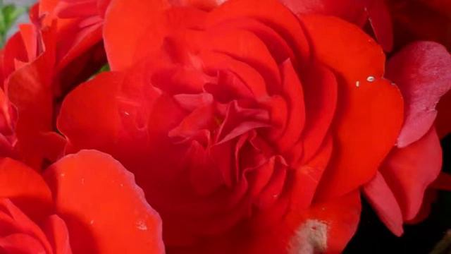 Praeludium In E (Nicolaus Bruhns)