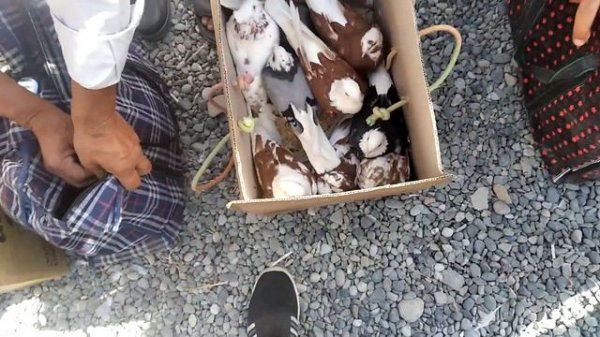 Asaka kaptar bozor 1-qism. 19-avgust. 2022