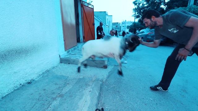7amma tayzon chinga baringa هاهاها والله مش نورمال الكليب الحدث شينقا بارينقا смотреть онлайн