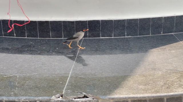 Martin des berges (Acridotheres ginginianus) Bank Myna смотреть онлайн