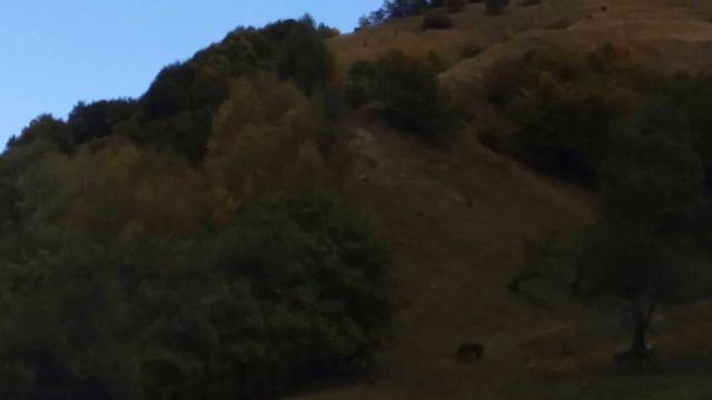 ჩოხი, გოდერძი ჩოხელის იუბილე, "პოპური", 2015 წელი смотреть онлайн