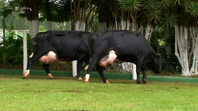 LOTE 94 LEILÃO SANTA LUZIA 20 ANOS DIA 24 DE ABRIL 14HS CANAL TERRAVIVA E REMATEWEB смотреть онлайн