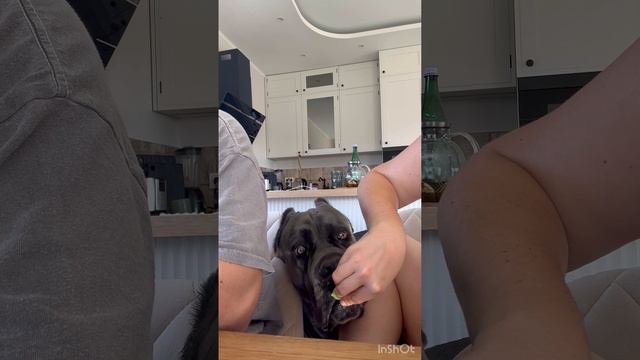 Когда мама свалила на работу и ты один с мелкими #canecorso #канекорсо #собака