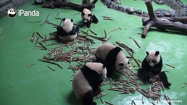 Cheng Shi Is An Outstanding But Lonely Dancer | iPanda смотреть онлайн