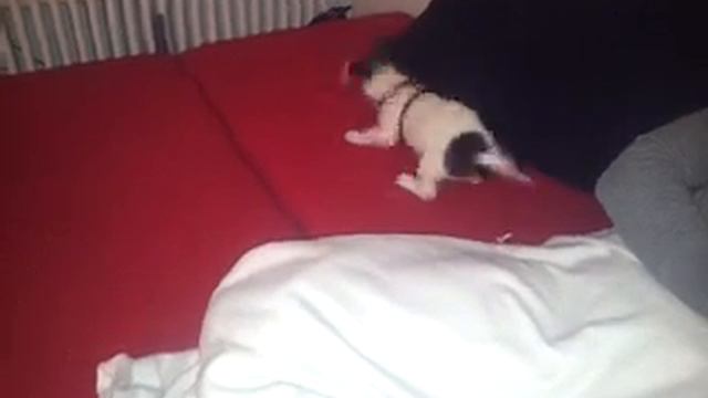 Jack Russell Monty goes crazy смотреть онлайн