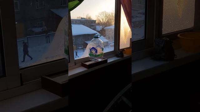 На Зимах -- Густое Солнце 😊😉😊🥰😂 -- Площатка Для Выступлений -- УРААА смотреть онлайн