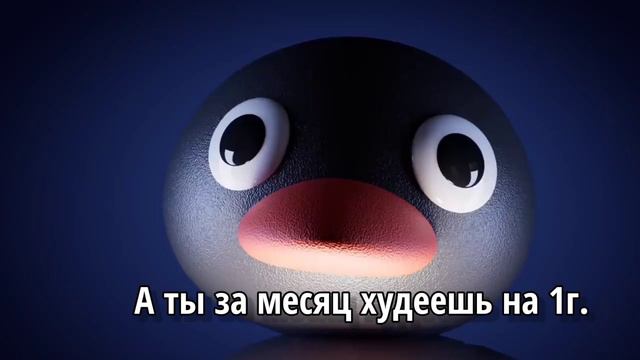 NOOT NOOT/МЕМ СИТУАЦИИ/НУУТ НУУТ