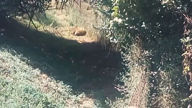 A VISIT TO NAIROBI NATIONAL PARK.