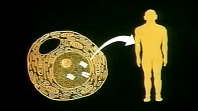 The Global Brain ~ Part 2 of 3.mp4 смотреть онлайн
