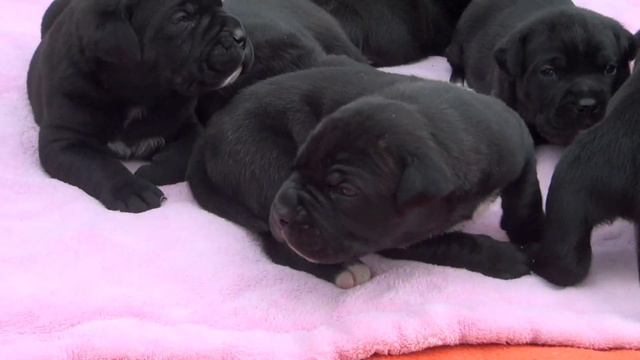 Unsere 19 Tage alten Cane Corso Welpen aus Emma & Paolo. смотреть онлайн