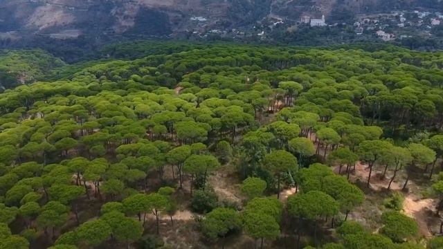 Dumitru Ion - Templul Otravii