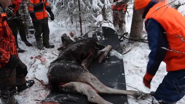 Hirvenkaato смотреть онлайн