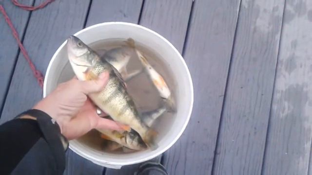 Fishing At Pier 7 Hamilton Harbour Hot Spot For Perch