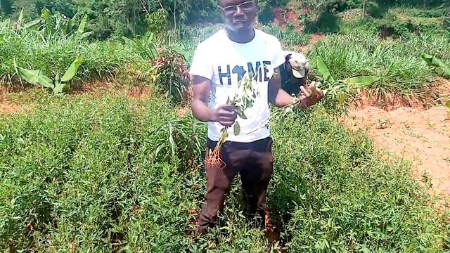 Vegetables Of Western Kenya: Miro (Slender Leaves)