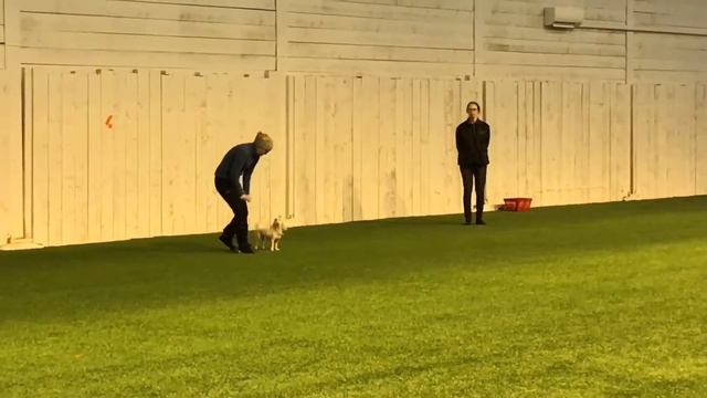 Agnes Tävlar Nya Lydnadsklass 1 2017-01-21