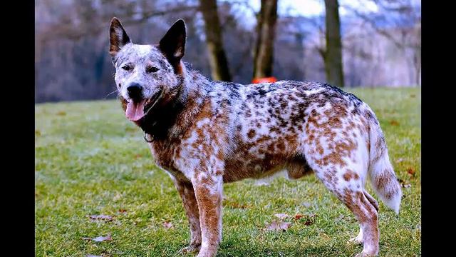 Australian Cattle Dog breed:Details:HIstory of AustralianCattleDog:Information:News AustralianCattl смотреть онлайн