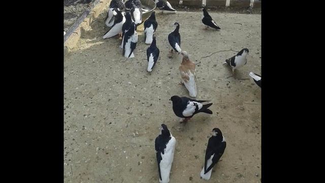 Vlog19 - My Beautiful Black Shirazi Collection