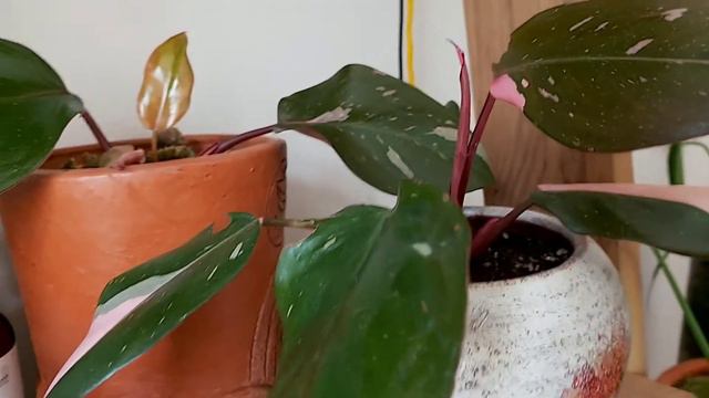 Beda Philodendron Pink Princess Dan Philodendron Anderson