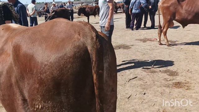 Шымбай мал базар. 05.06.2022. Shimbay Mal Bazar. Скотный рынок. Мал базар 2022. Mal Bazar 2022.