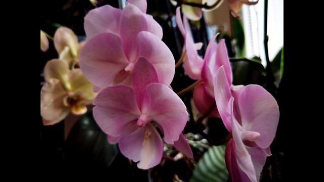 ВОСТОРГ от орхидей. смотреть онлайн