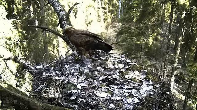 Lesser Spotted Eagle Visit In Black Stork Nest, Estonia