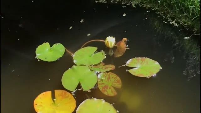 WEEKLY VLOG: What it’s Like Being on TV & What REALLY Happens Behind the Cameras?! Bald Eagle Flyin смотреть онлайн