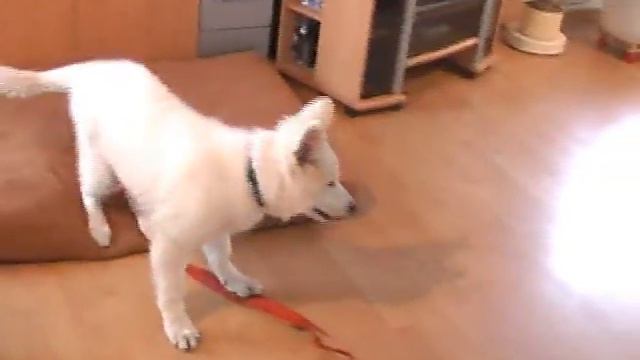 Arik jagt den Papiersack.flv смотреть онлайн