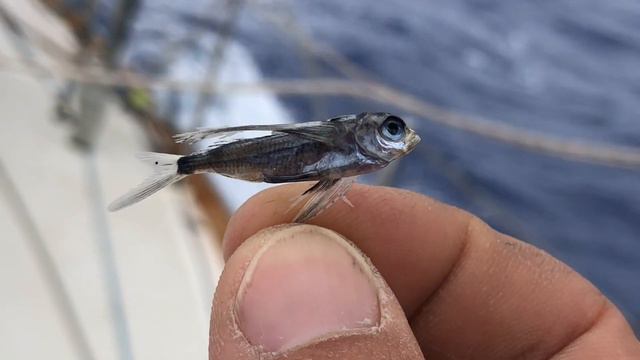 Singlehanded TransPac SHTP 2021 - Solo Sailing Race Across Pacific Ocean from San Francisco to Kaua смотреть онлайн