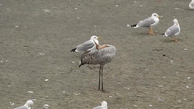 Kurrilo bat Urumean смотреть онлайн