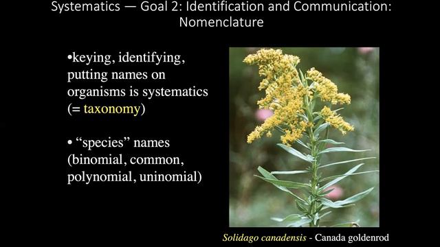 Field Botany: Systematics & Angiosperm Phylogeny Overview