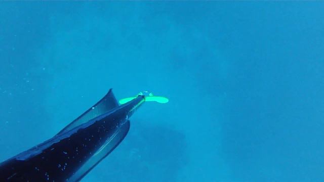 Σφυριδα / White Grouper 12.100 смотреть онлайн