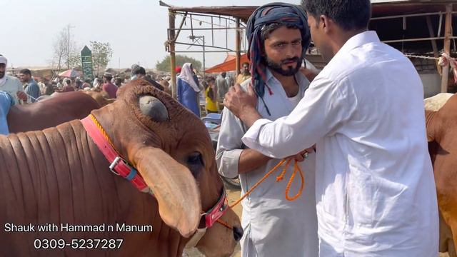 120 WALA BACHRA 175 ME DE DIYA SOODA BAKRA EID 2023 смотреть онлайн