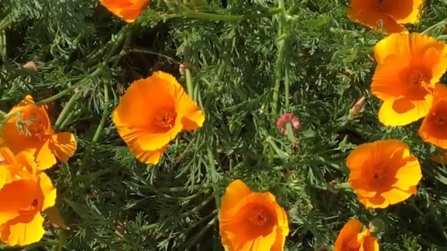 Москва-Сан Франциско- Самара (Эмилия Пермякова) Moscow-San Francisco-Samara ( Emiliya Permiakova ) смотреть онлайн