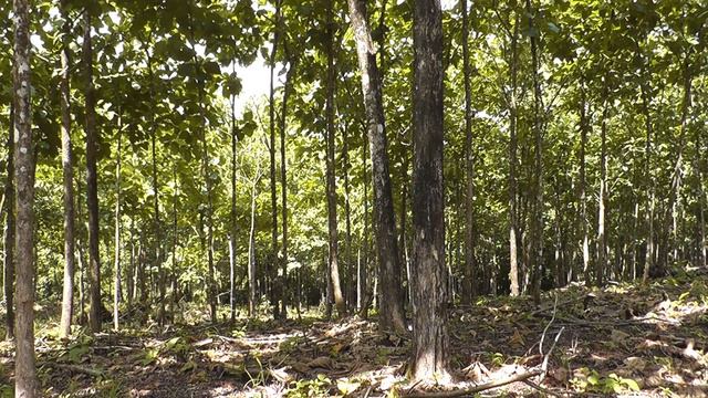 Teak Finca San Isidro Tulin Juni 2012 смотреть онлайн