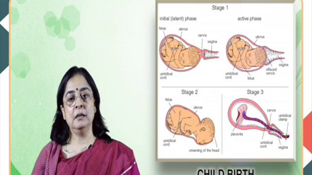 Biological Factors in Human Development Part 2 (PSY)