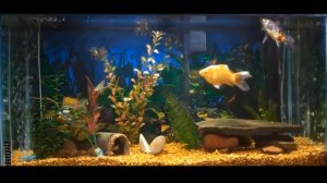 Till The End Of Time = Dick Haymes = Till The End Of Time Compilation Volume 1 Record 2