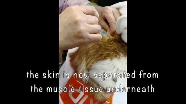 How To Give Daily Subcutaneous Injections Of GS441524 For FIP Treatment