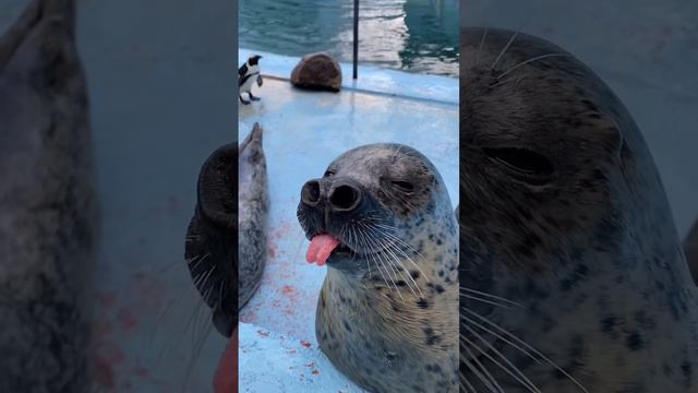 прикол смотреть онлайн