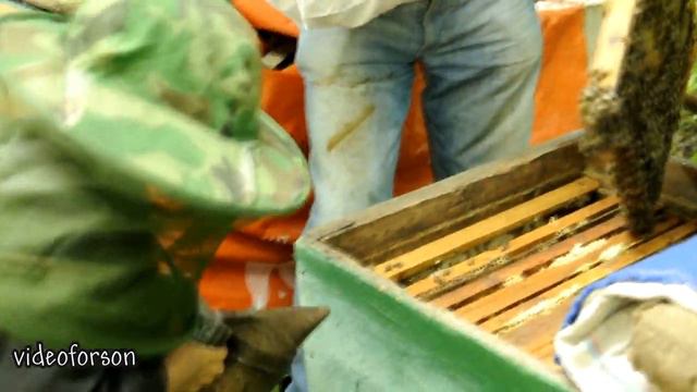 Сhild Beekeeper