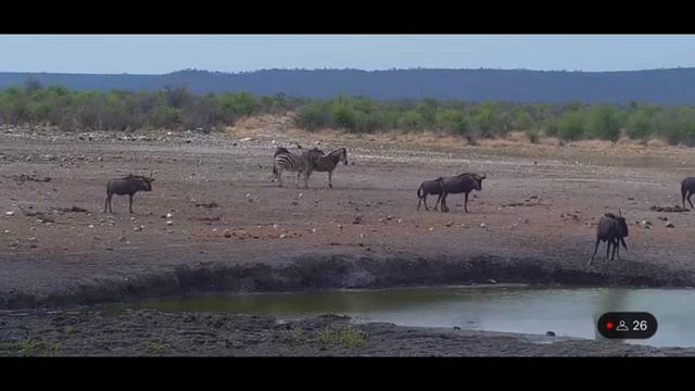 Two zebra stallions spar at Tau, the Wildebeest are also exuberant смотреть онлайн