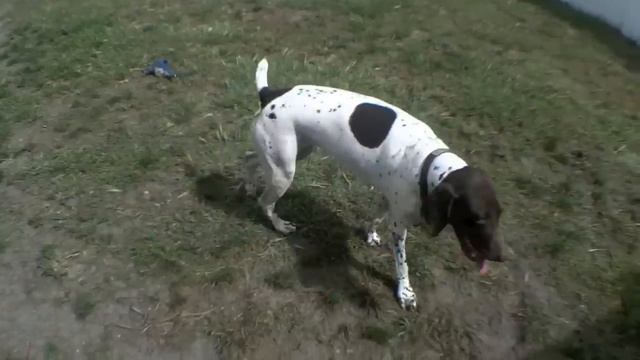 German Shorthaired Pointers (Hannah & Greta) смотреть онлайн