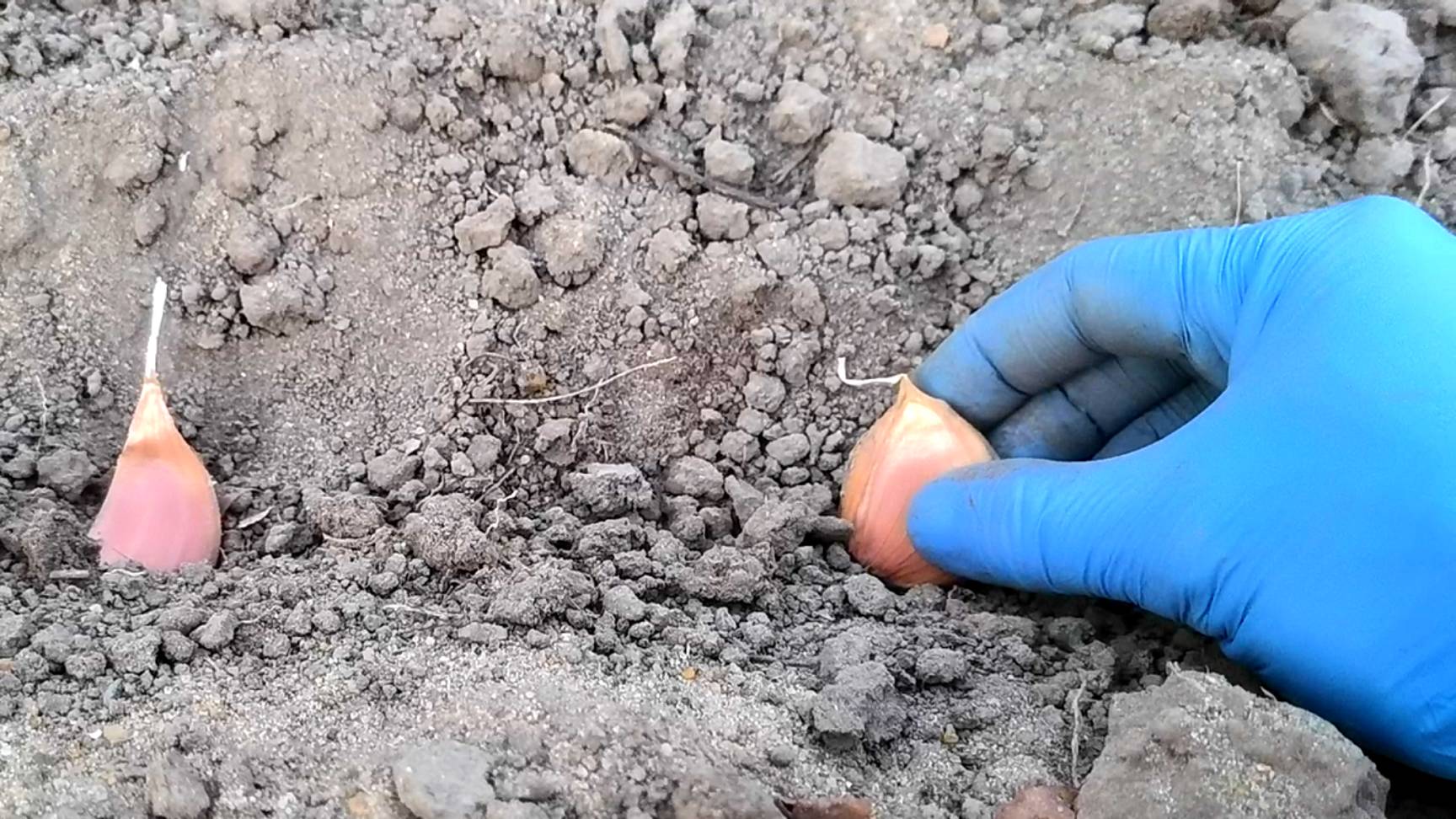 Чеснок порадует урожаем если посадите его так осенью. Хитрости посадки чеснока смотреть онлайн