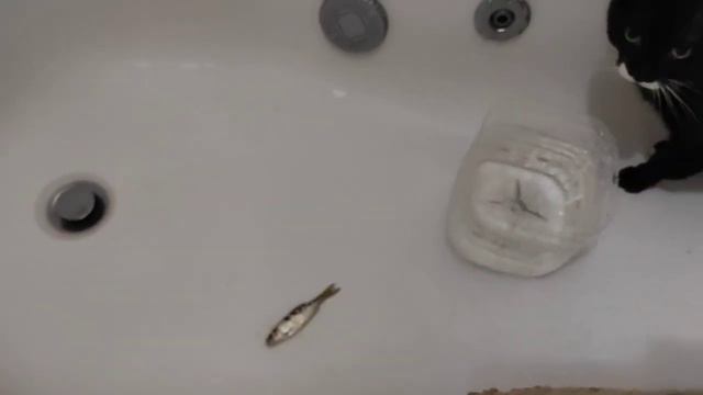 Боня и плотва 2 апр 2024