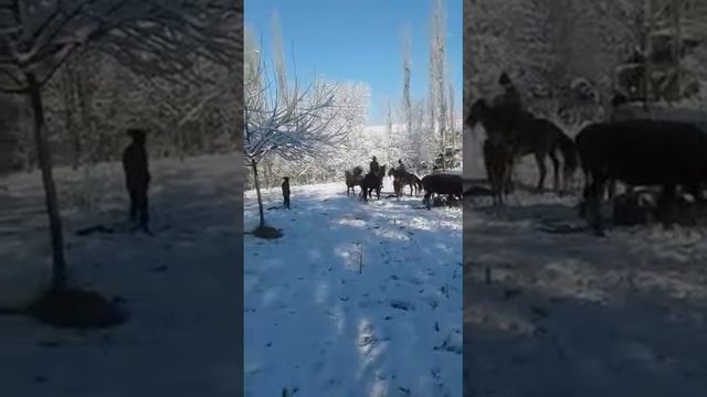 14 декабря 2016 г. смотреть онлайн